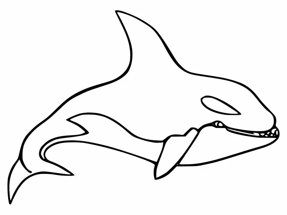 Killerwal (Orca)
