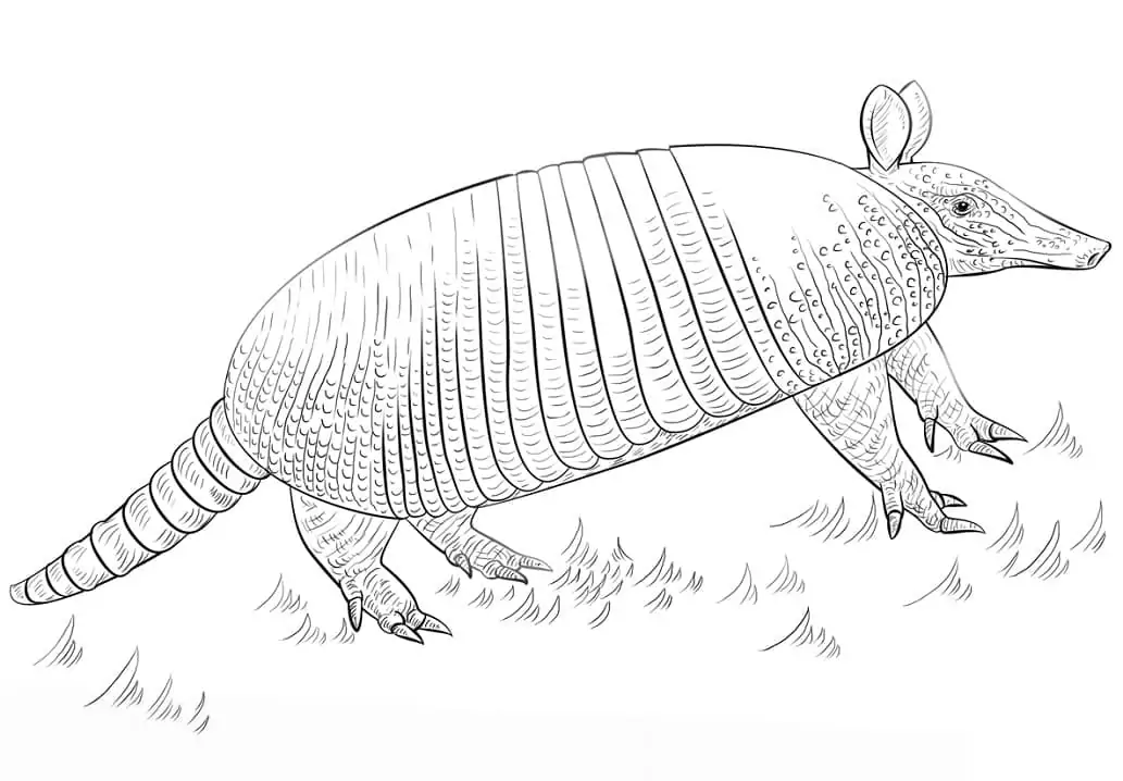 Abstract Armadillo Coloring Page - Free Printable Coloring Pages for Kids