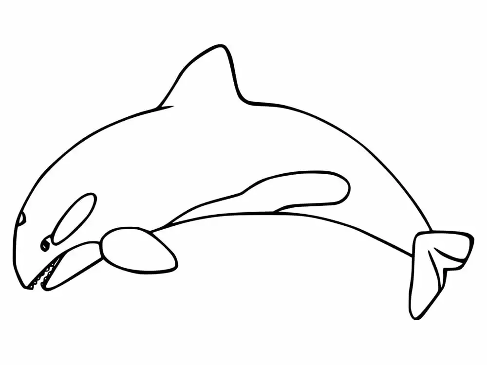 Free Orca Whale