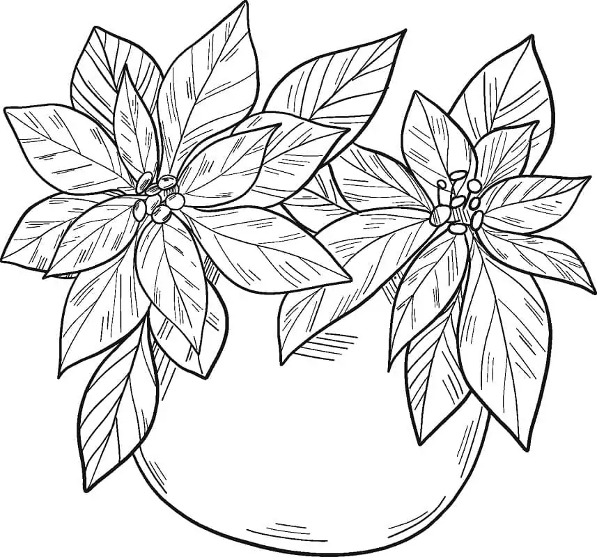 Free Poinsettia in a Pot