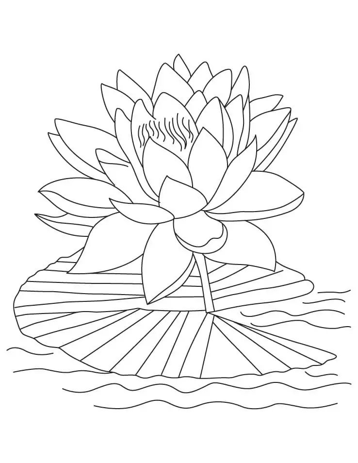 Kostenlos ausdruckbarer Lotus