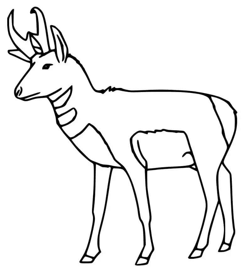 Free Printable Pronghorn