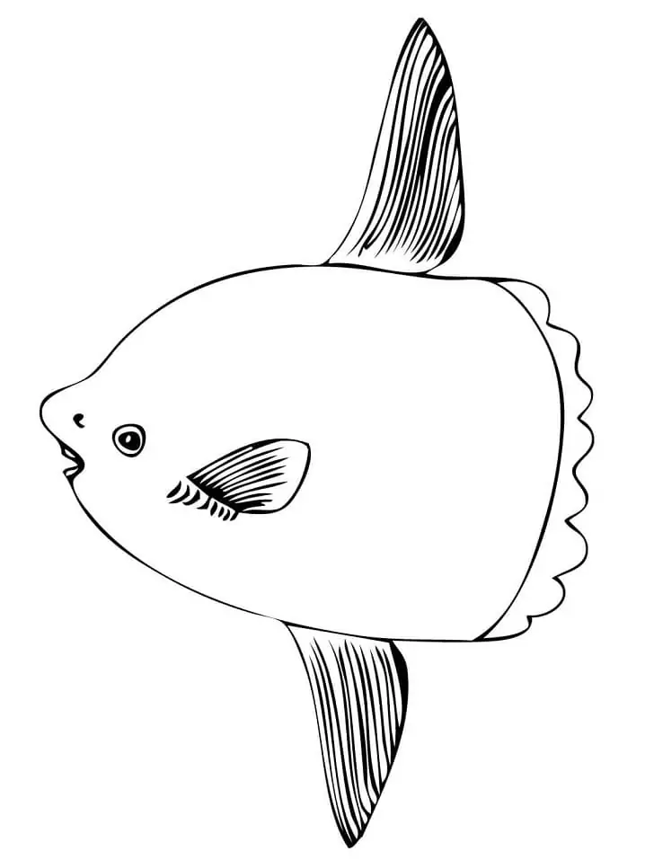 Free Sunfish