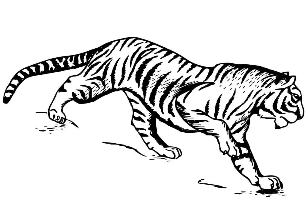 Free Printable Tiger Coloring Page - Free Printable Coloring Pages for Kids