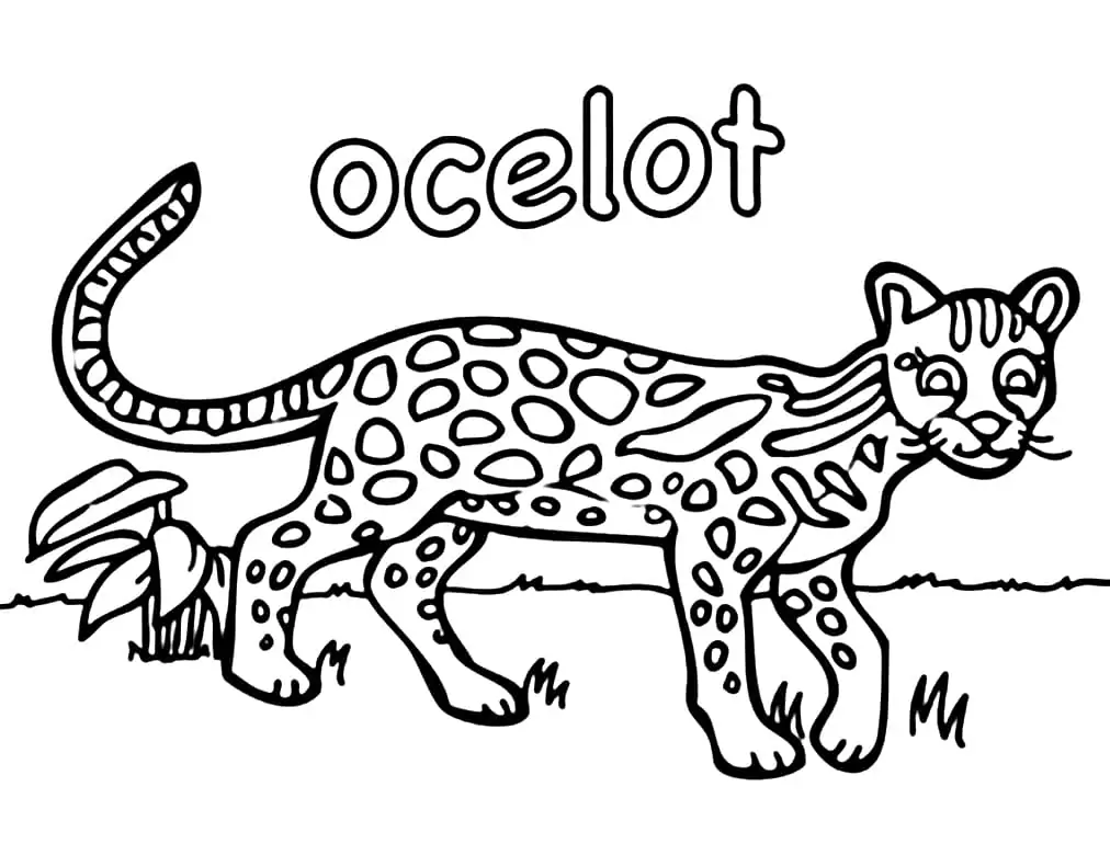 Funny Ocelot