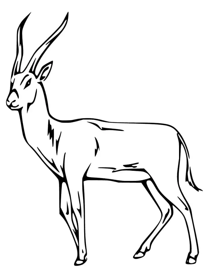 Gazelle 3