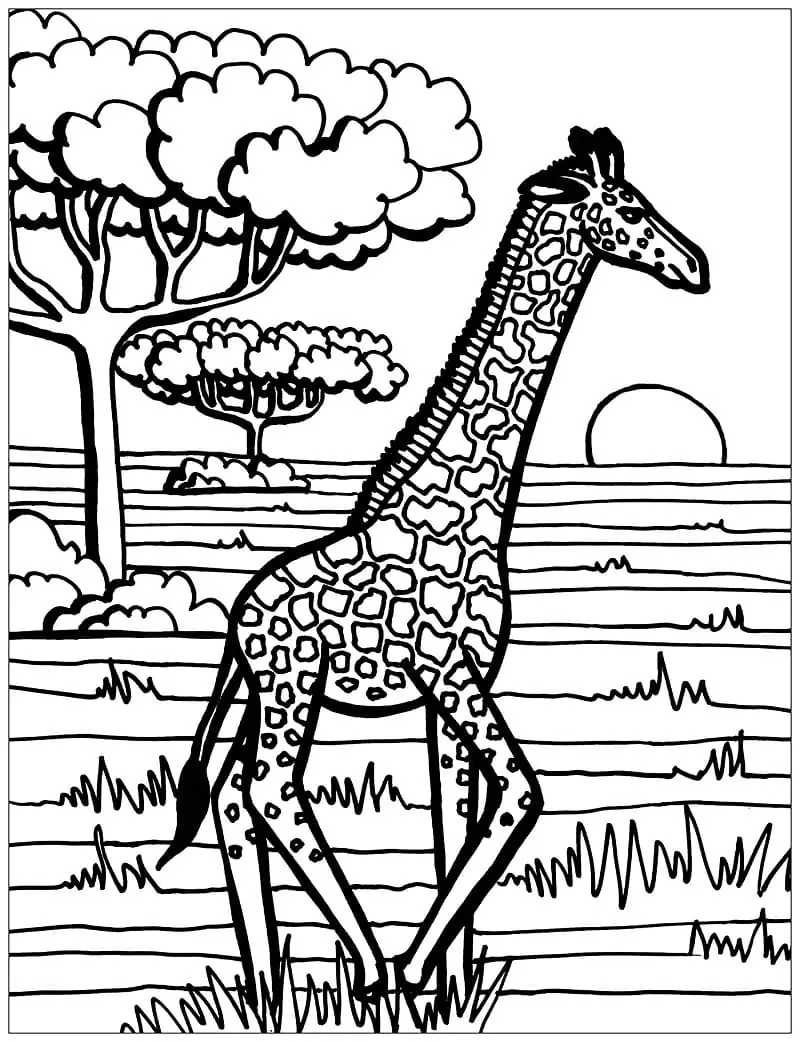 Giraffe läuft