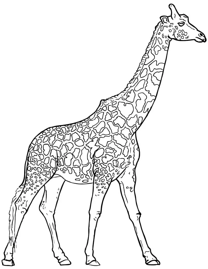 Giraffe für Kind