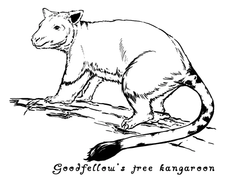 Goodfellow's Tree Kangaroo 1