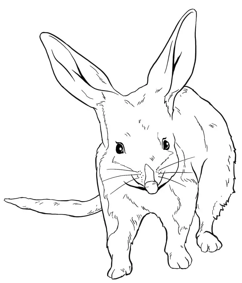 Greater Bilby 1