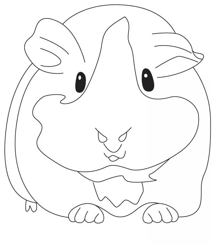 Guinea Pig 2