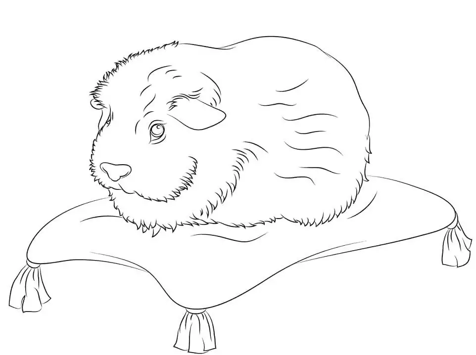 Guinea Pig on Pillow