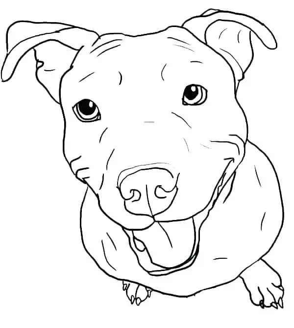 Happy Pitbull Dog