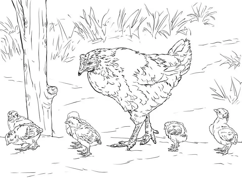 Hen with Chicks