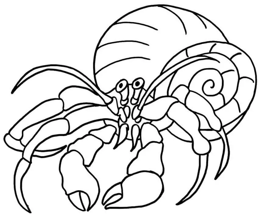 Hermit Crab 4