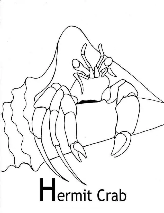 Hermit Crab 8