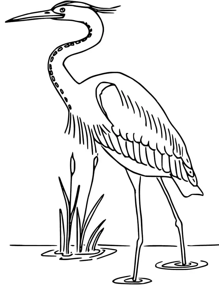 Heron Coloring Page
