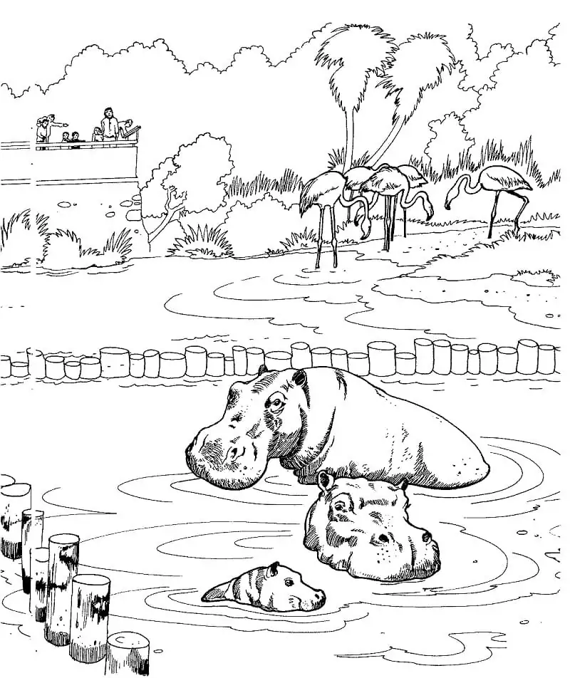 Hippopotamus in a Zoo