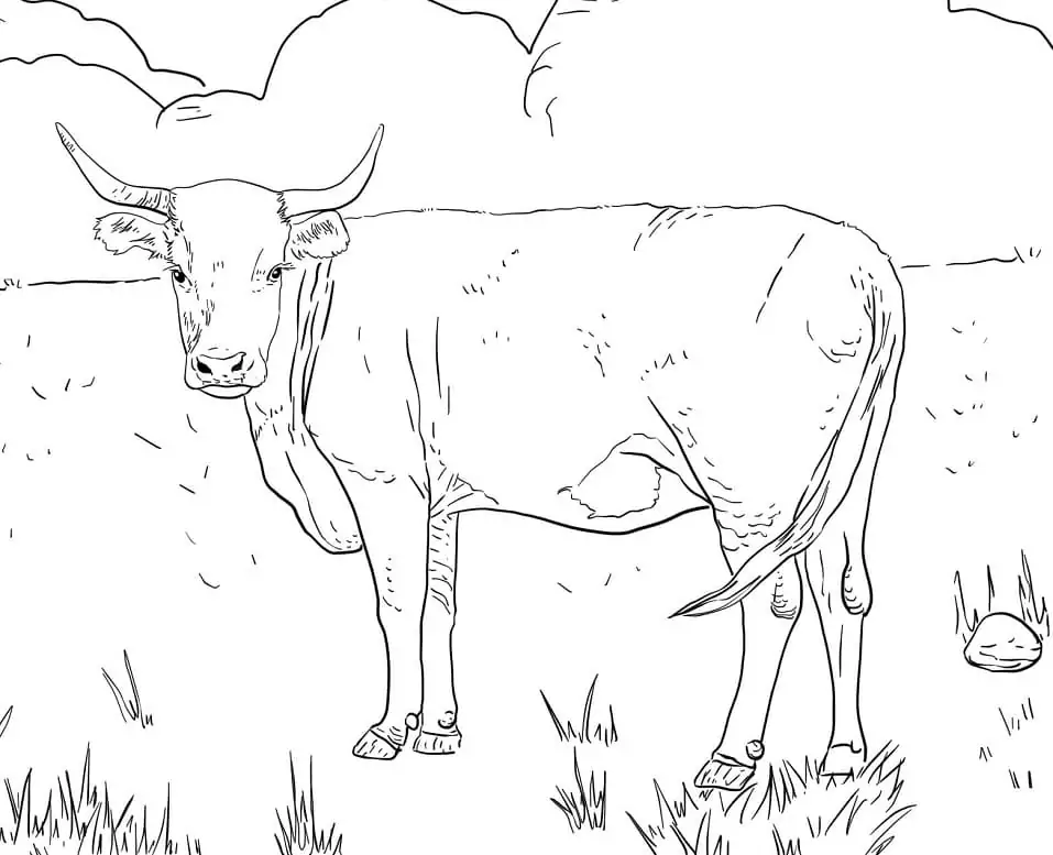 Horned Hereford Cow Coloring Page - Free Printable Coloring Pages for Kids