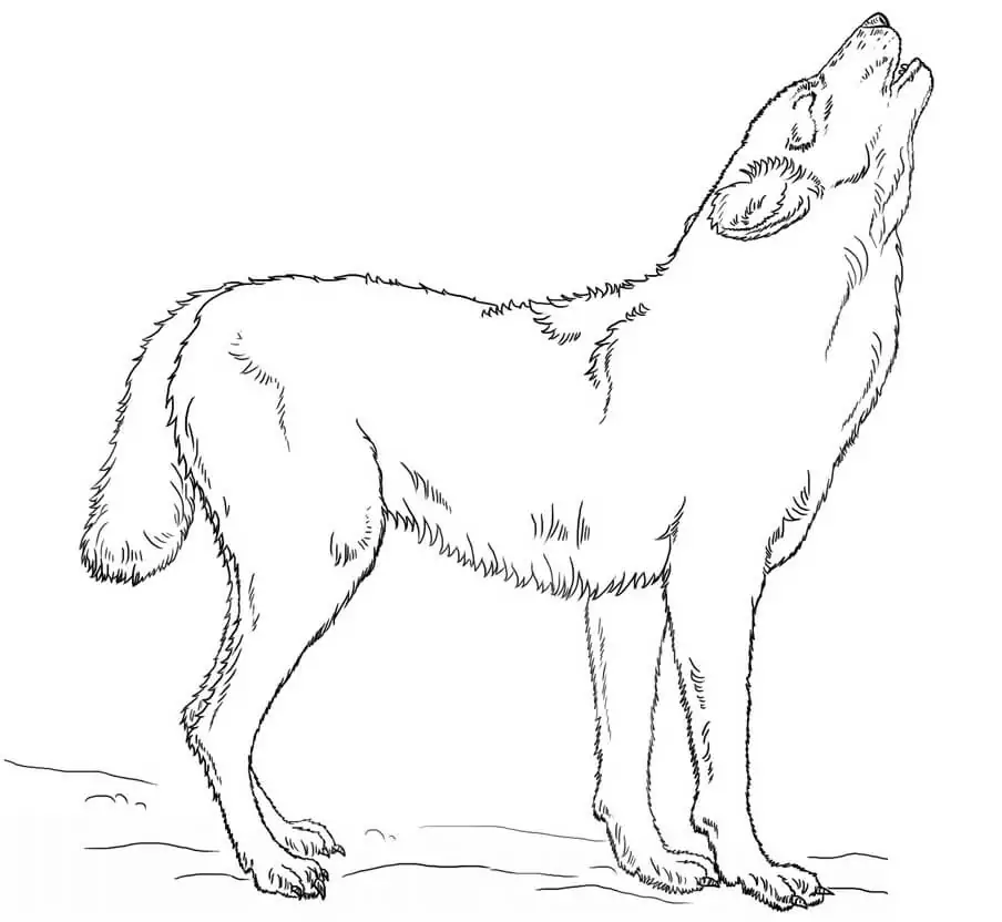 Heulender Wolf 1