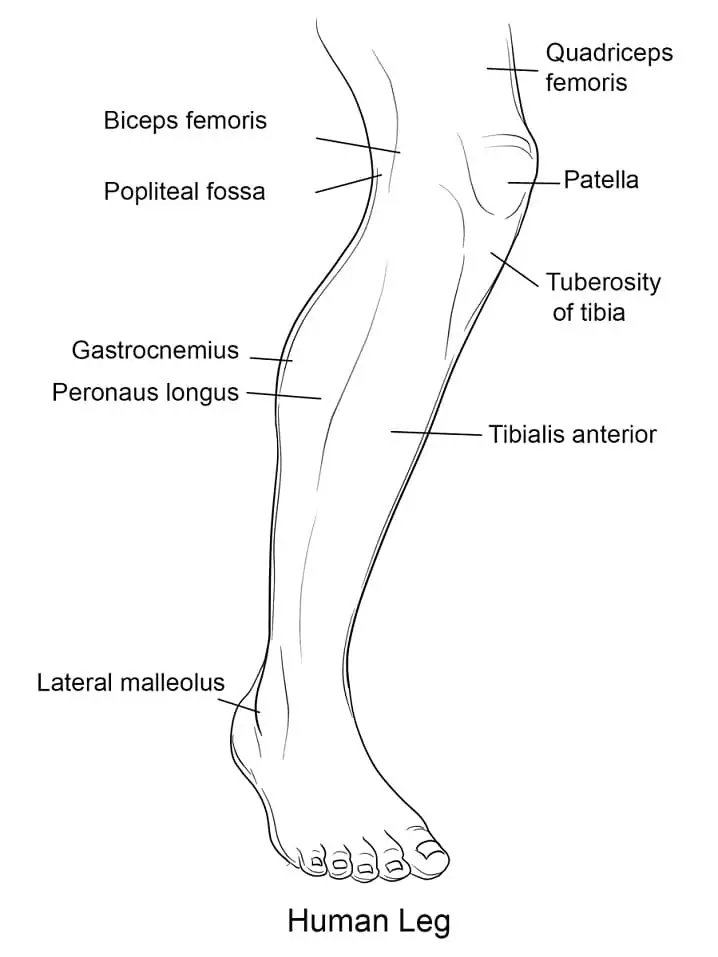 Human Leg
