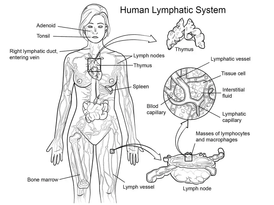 Human Lymphatic System