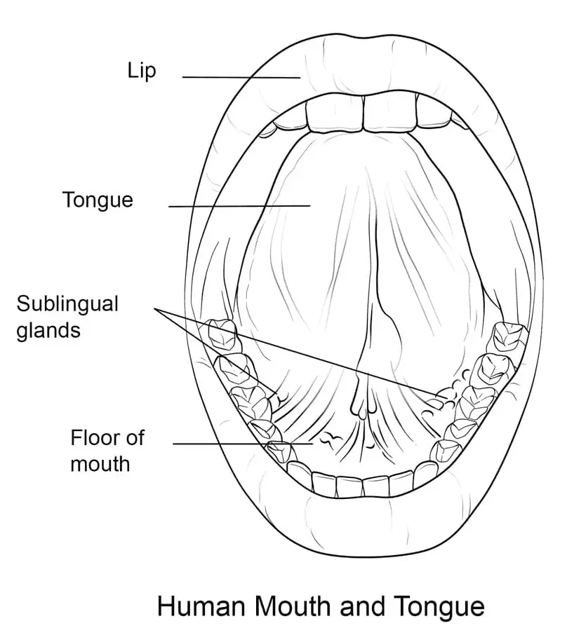 Human Mouth and Tongue