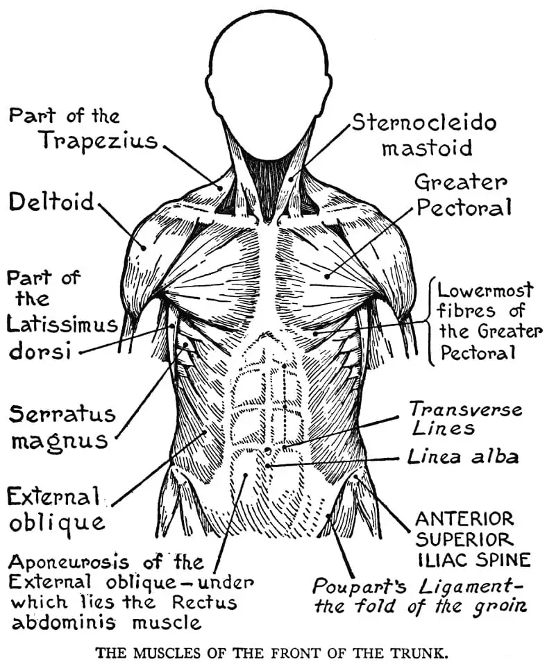 Human Muscles System