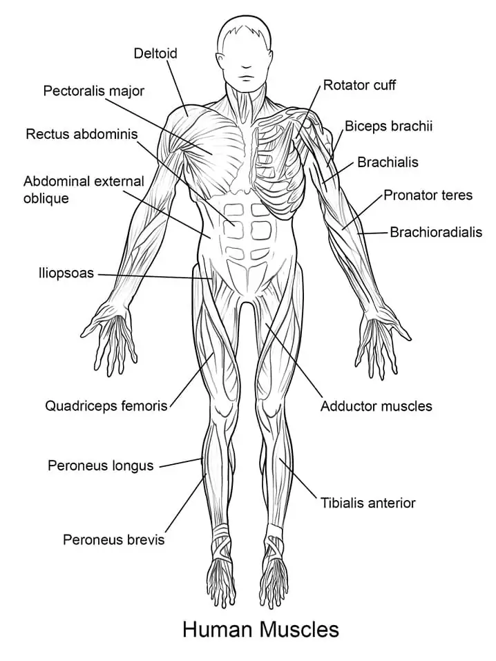 Menschliche Muskeln