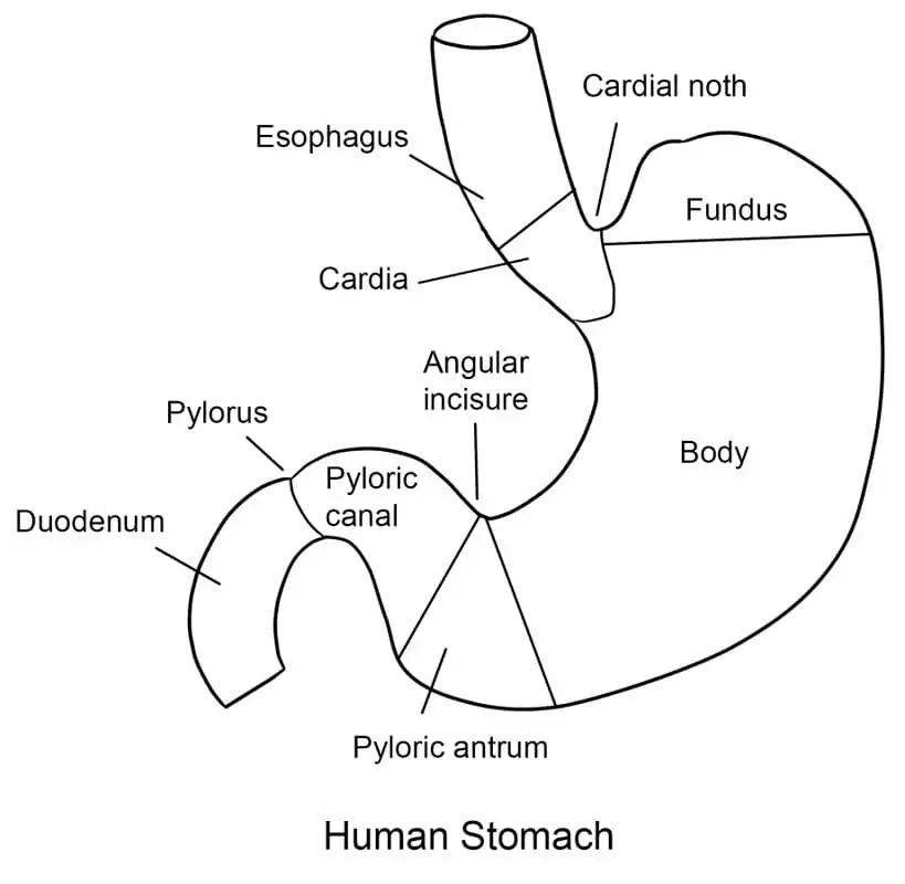 Human Stomach