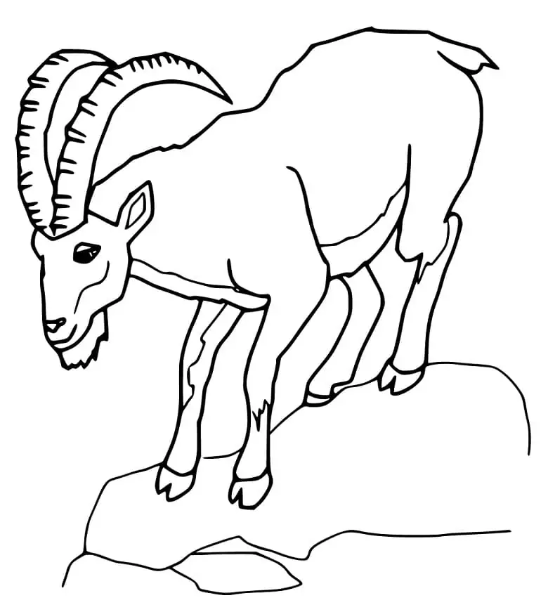 Ibex 1