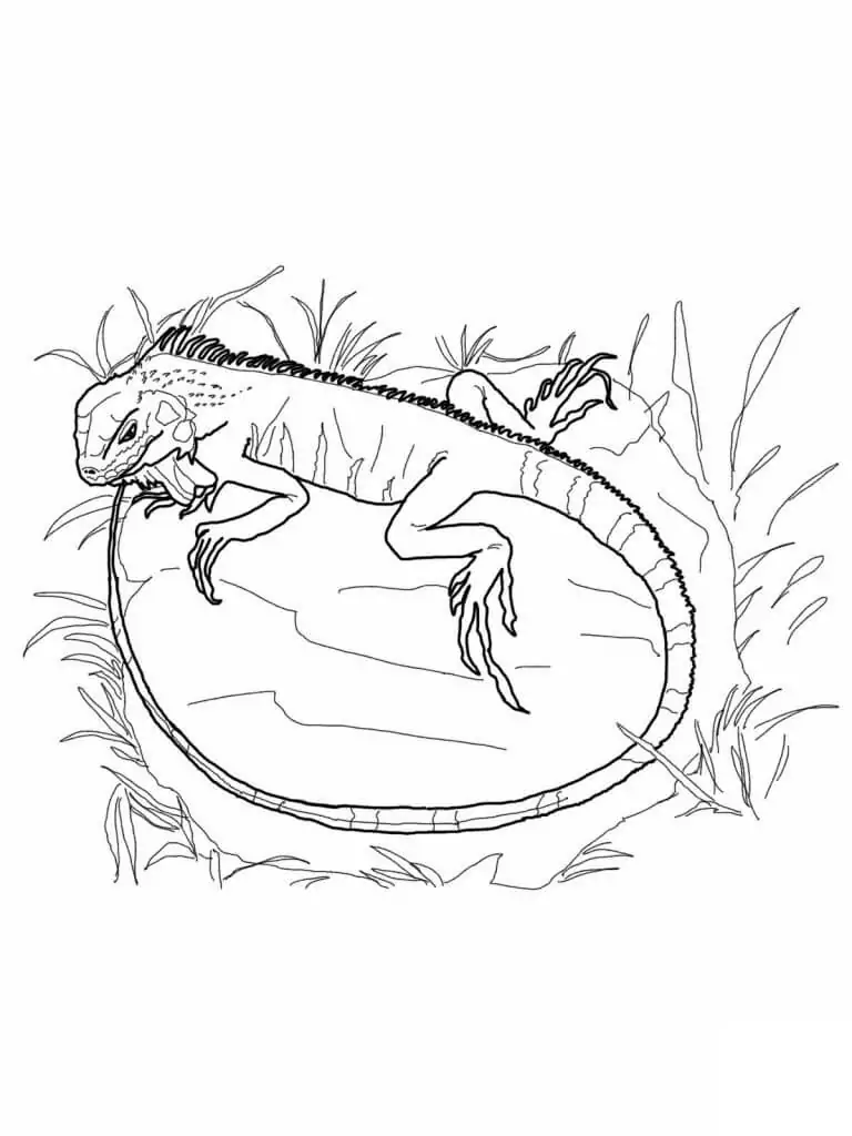 Iguana on a grass