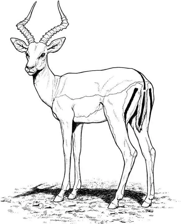 Impala Antilope