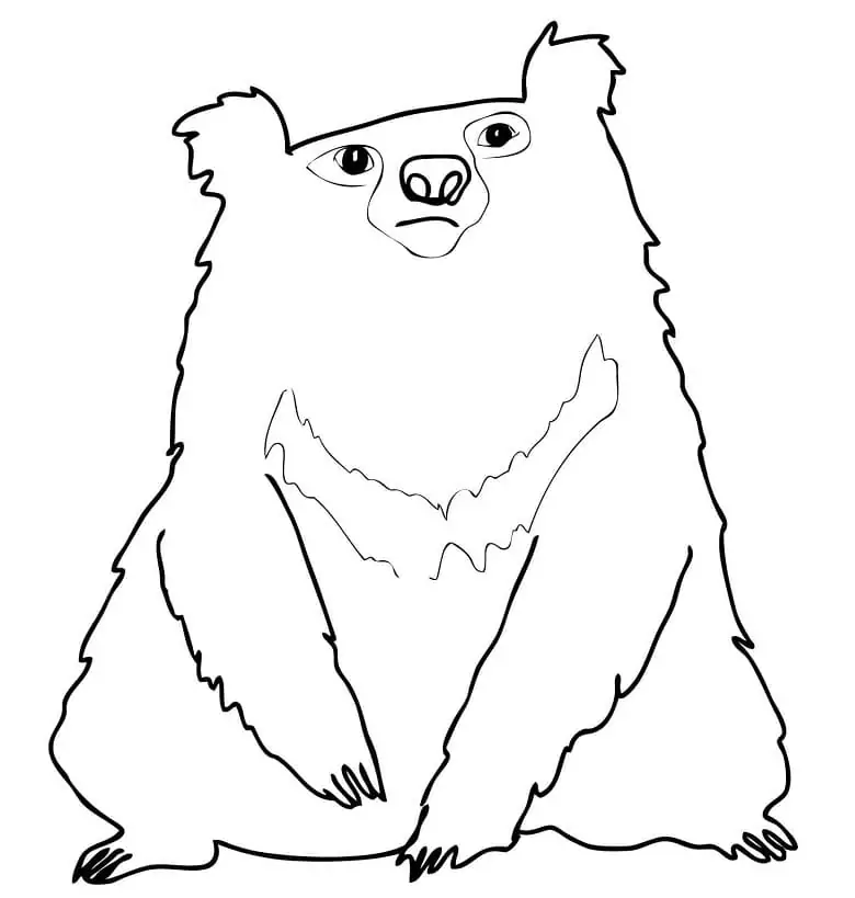 Indian Sloth Bear