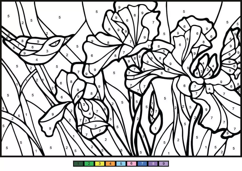Irises Color by Number