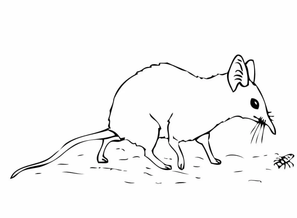 Jumping Shrew