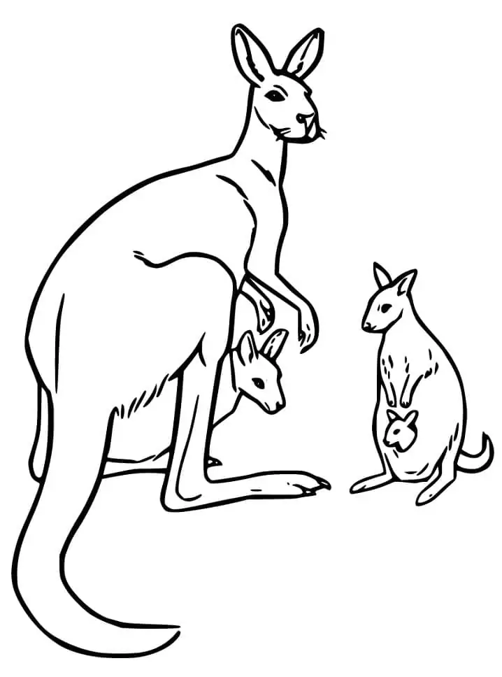 Kangaroos and Wallabies