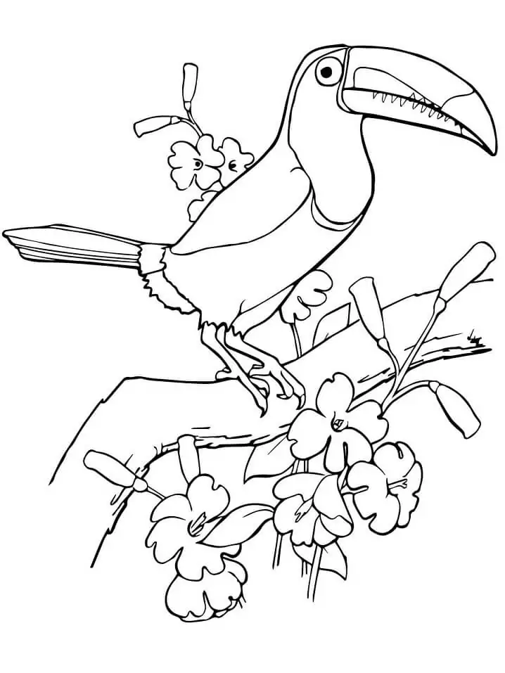 Keel Billed Toucan Bird
