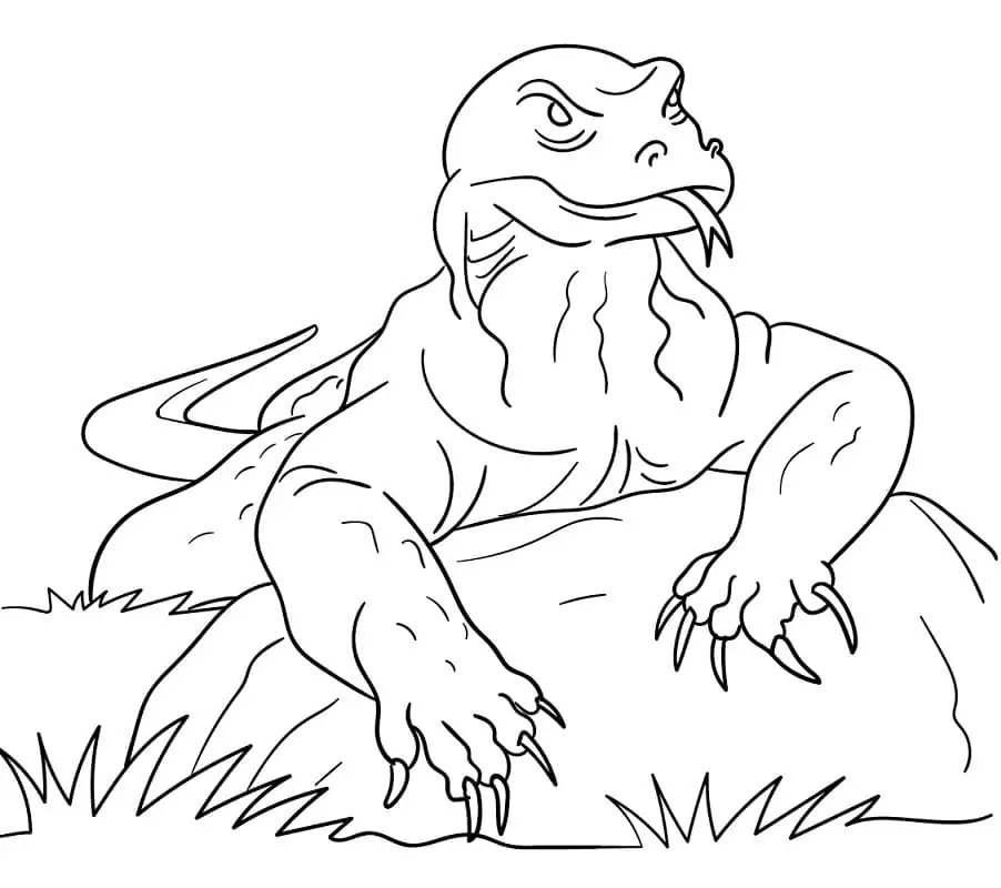 Komodo Dragon on Rock
