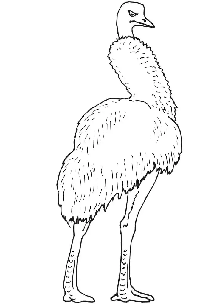 Largest Emu