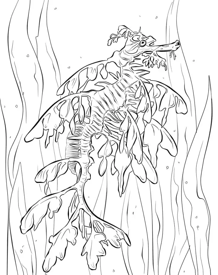 Leafy Seadragon 1