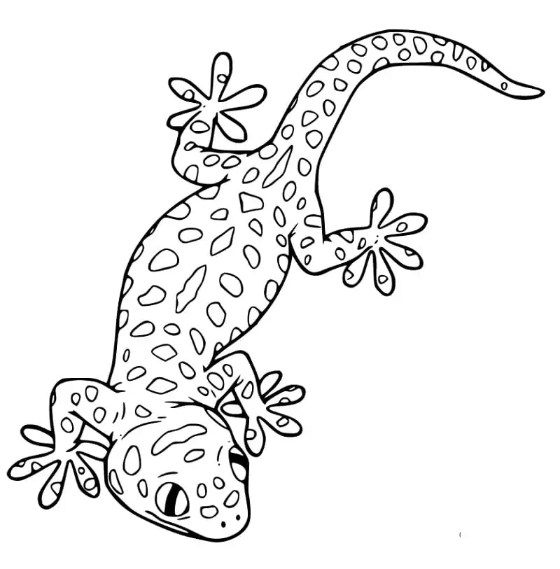 Leopard Gecko 3