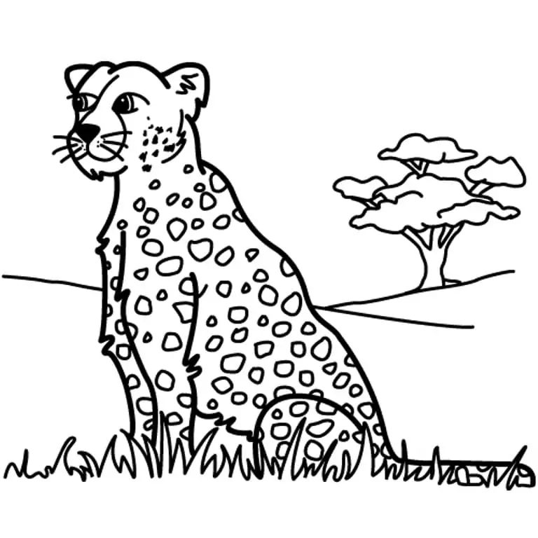 Leopard Sitting on Grass