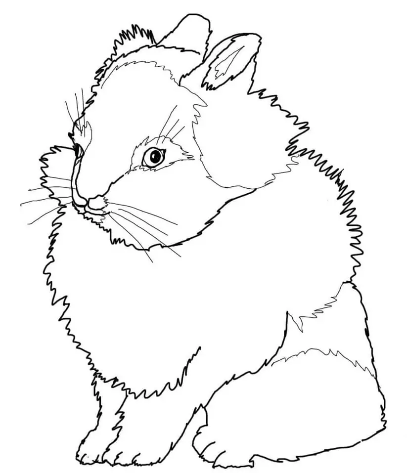 Lionhead Rabbit