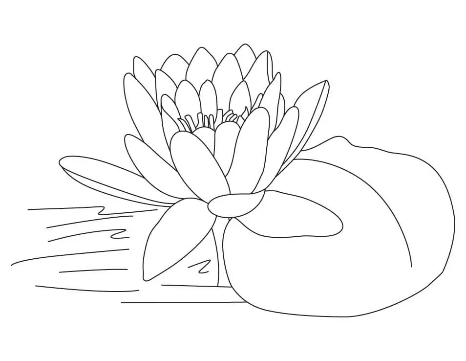 Lotus bedruckbar