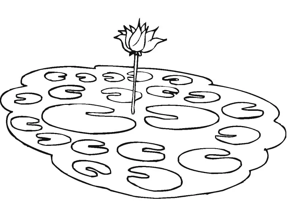 Lotus in einem Teich