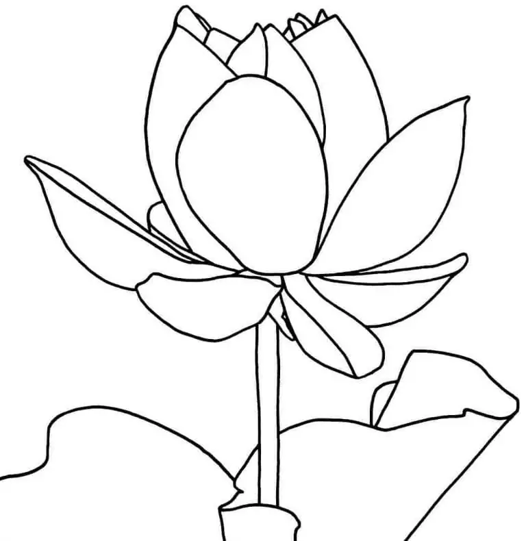 Lotus zu Farbe