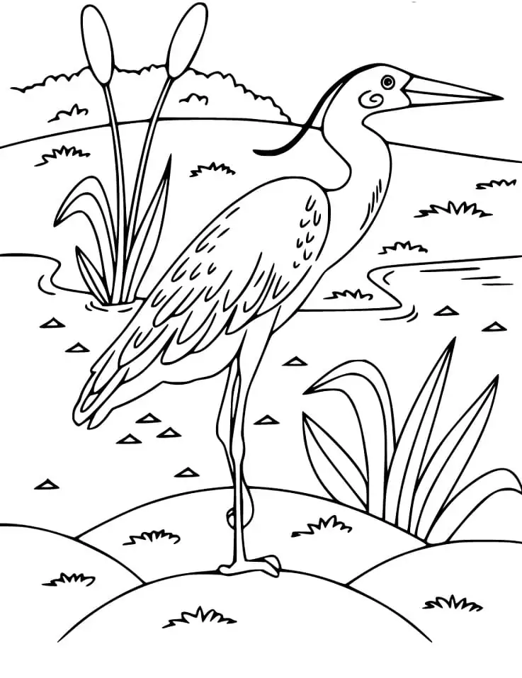 Lovely Egret