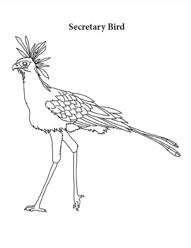 Lovely Secretary Bird