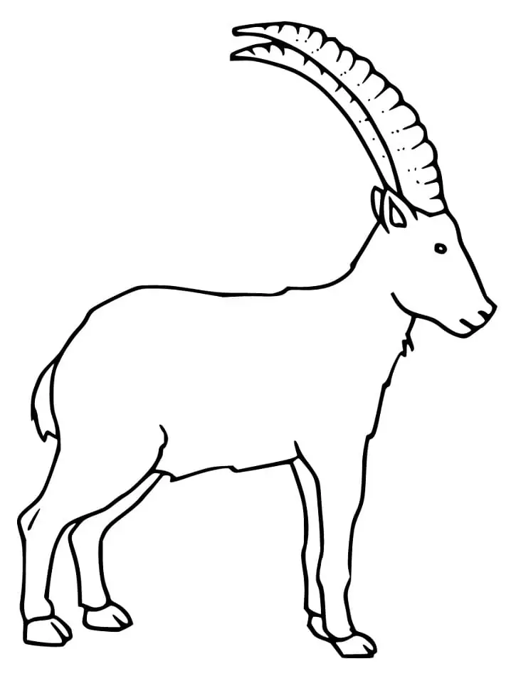 Männlicher Steinbock